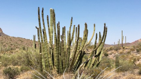 Organ Pipe